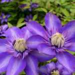 6 climbing plants easy to layer