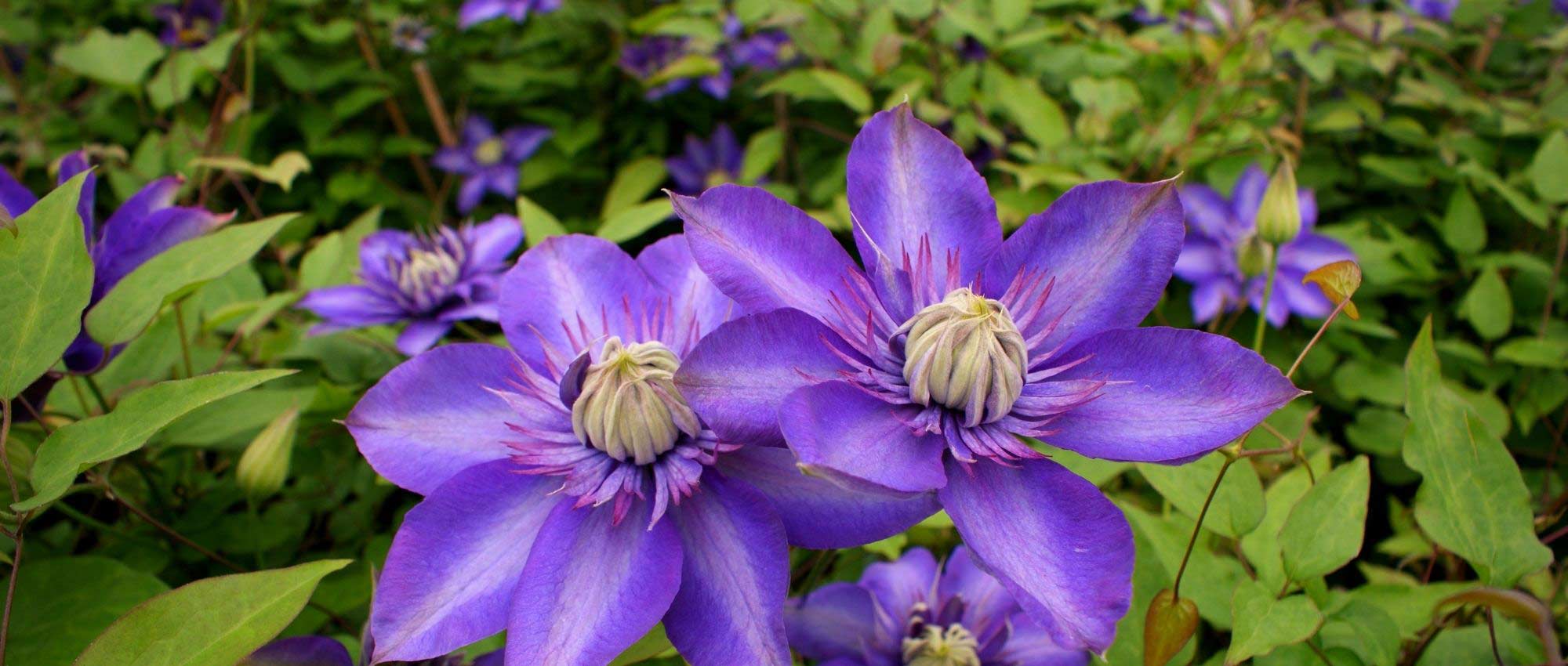 6 climbing plants easy to layer