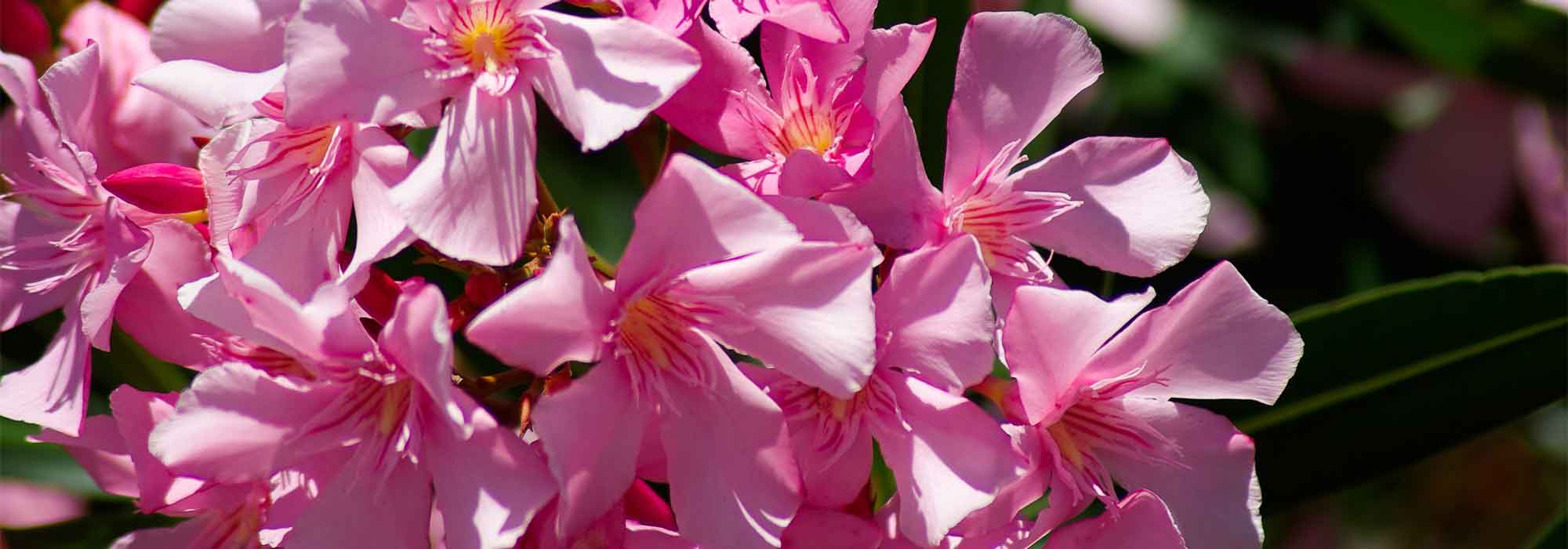 When and how to take oleander cuttings?