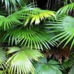 Livistona: planting, cultivation, and care