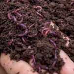 Vermicompost, midrib practical
