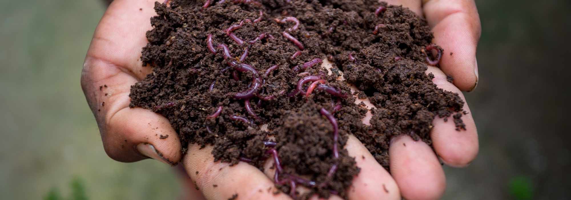 Vermicompost, midrib practical