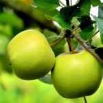 What are the best apple varieties?