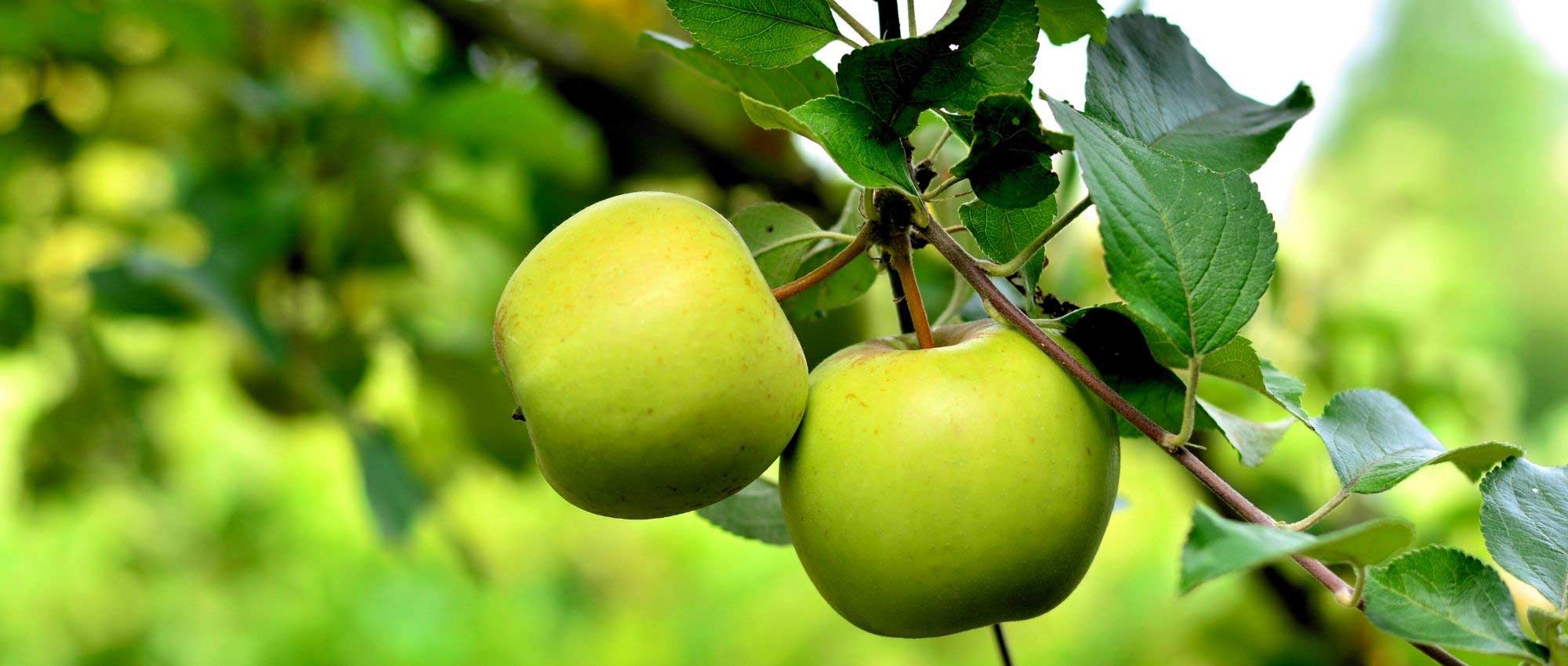 What are the best apple varieties?