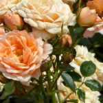 8 perfect roses for pots