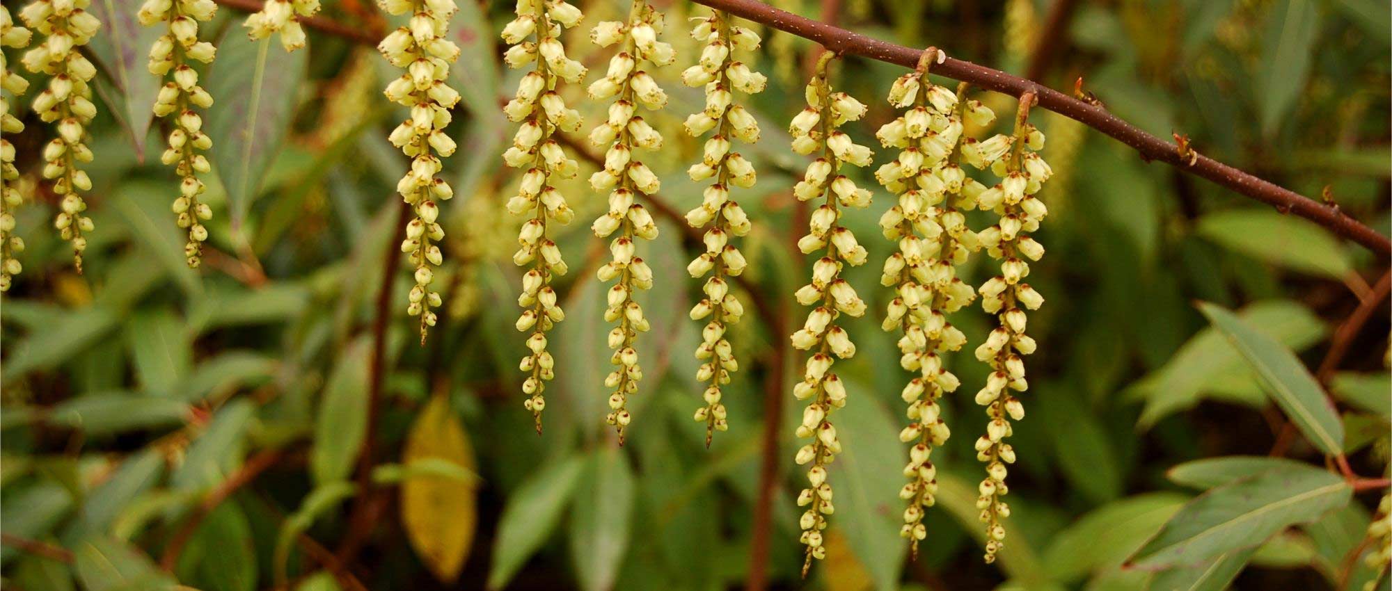 Stachyurus: planting, growing, and care