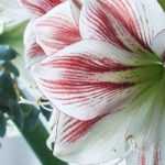 Amaryllis, Hippeastrum: the best varieties