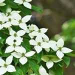Cornus kousa, Japanese dogwood: choosing, planting, care