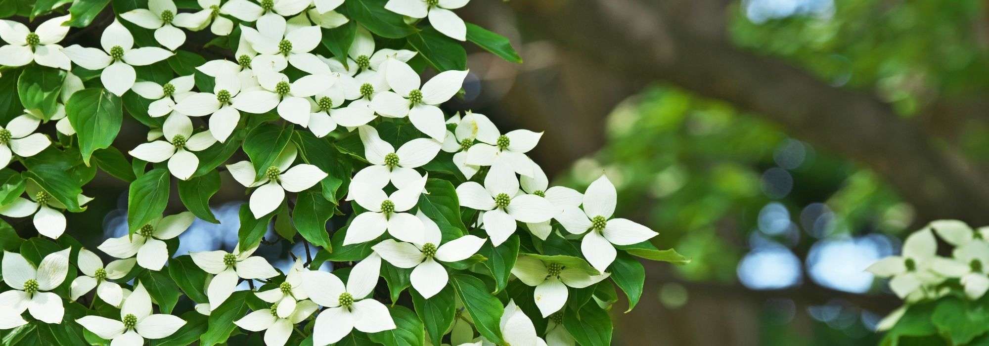 Cornus kousa, Japanese dogwood: choosing, planting, care