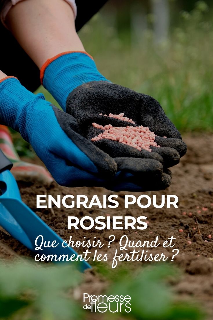 Rose Fertiliser: How to Choose, When and How to Use?