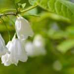 Halesia, Silverbell: planting, growing