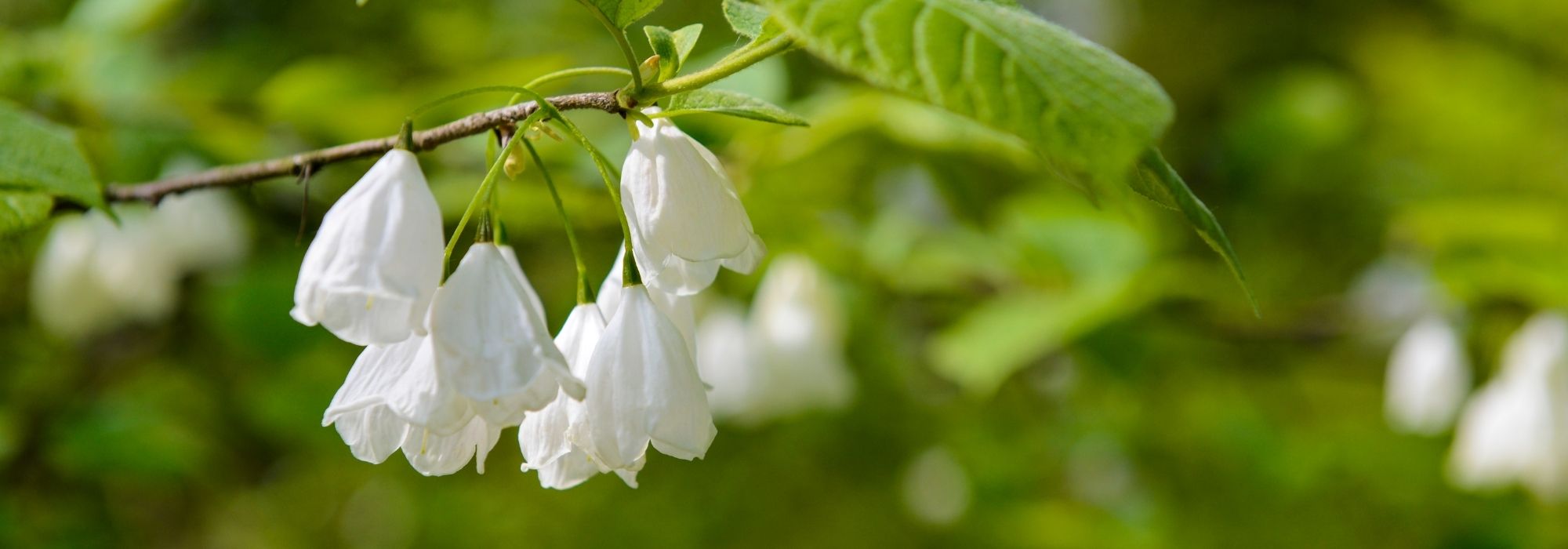 Halesia, Silverbell: planting, growing