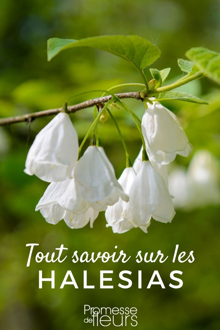 Halesia: Planting and Cultivating Young Plants