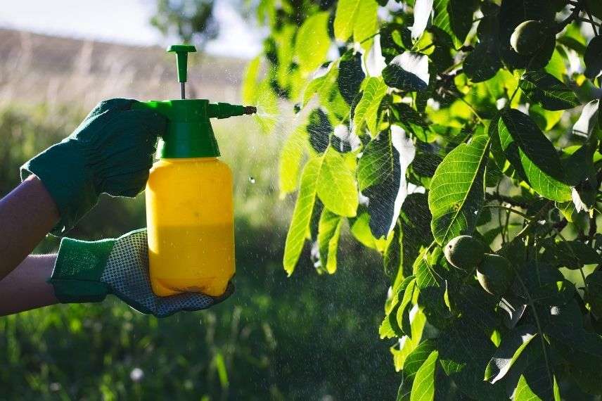 natural insecticidal