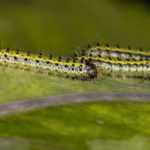 Organic and natural insecticidal products: what are they and how to use them?