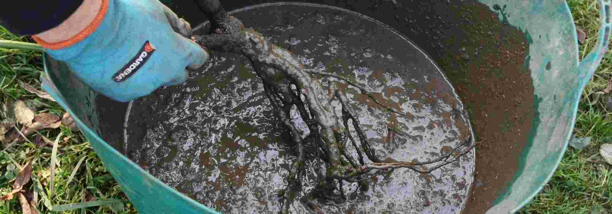 Coat roots of trees and bushes with pralin