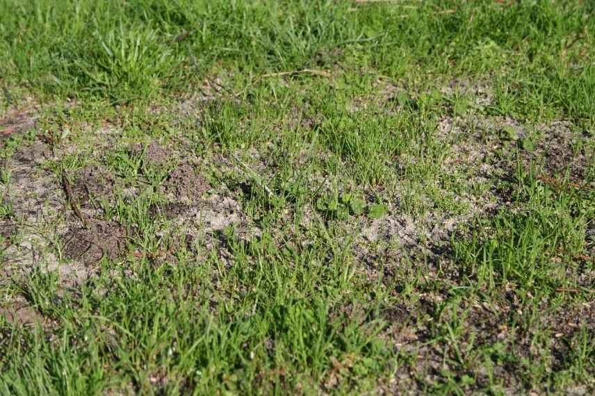 How to Replenish a Lawn?