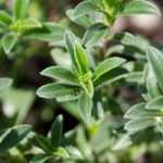 Savory: sowing, growing, harvest