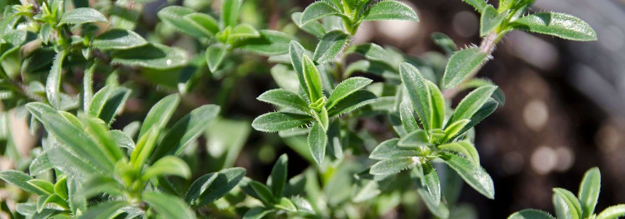 Savory: sowing, growing, harvest