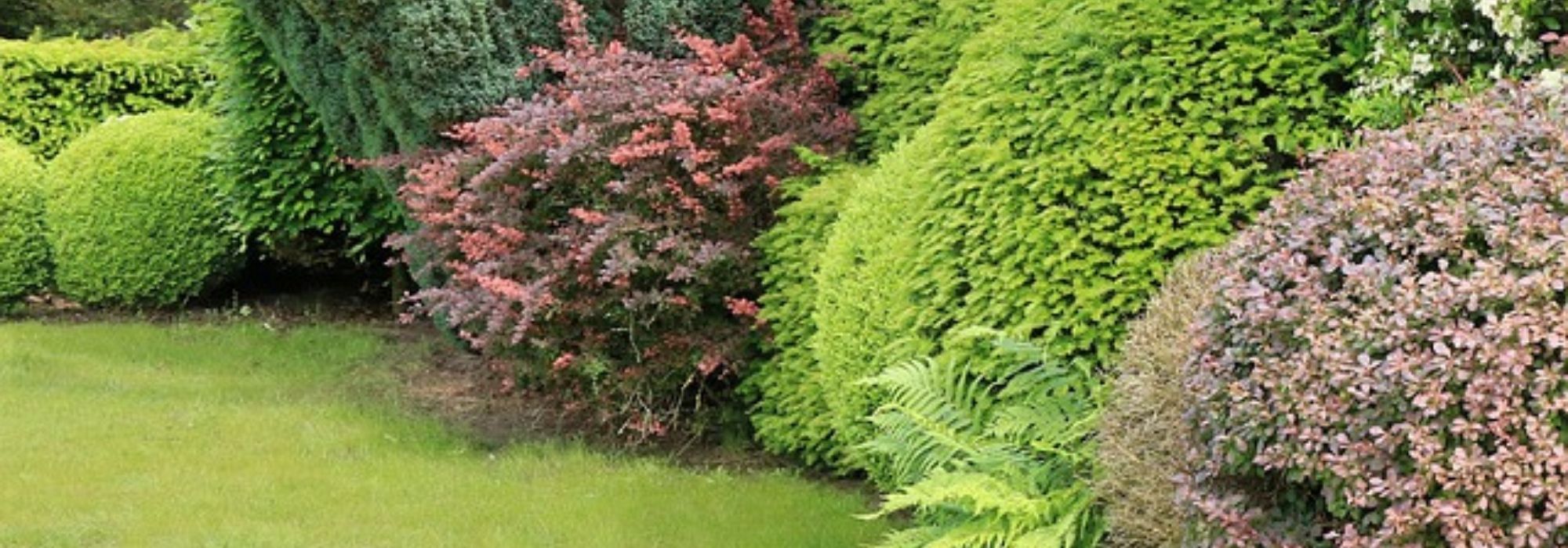 Using evergreen shrubs in the garden