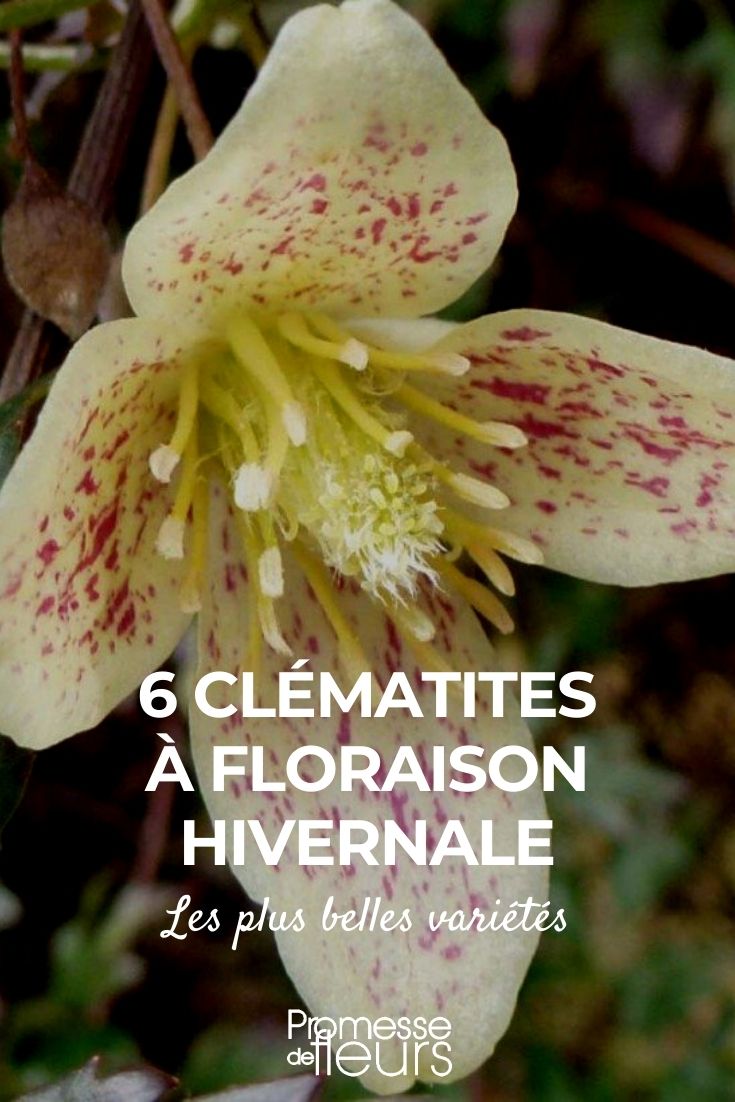 6 Clematis with Winter Flowering