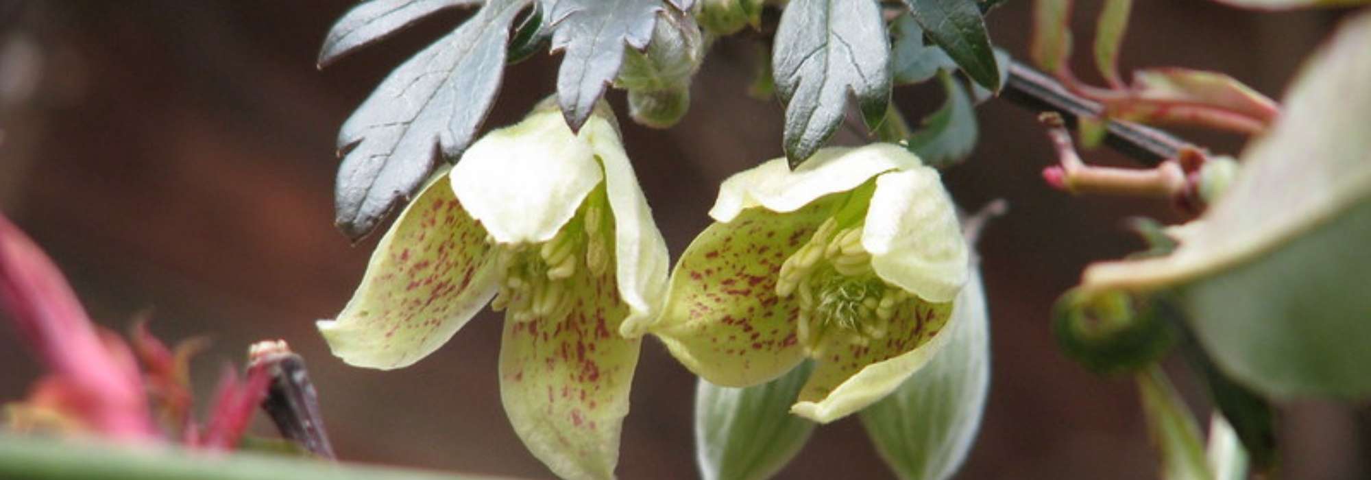 6 clematis flowering in winter