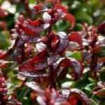 8 dwarf shrubs to grow in pots on a north-facing balcony