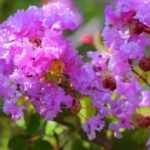 8 dwarf shrubs to grow in pots on a south-facing balcony