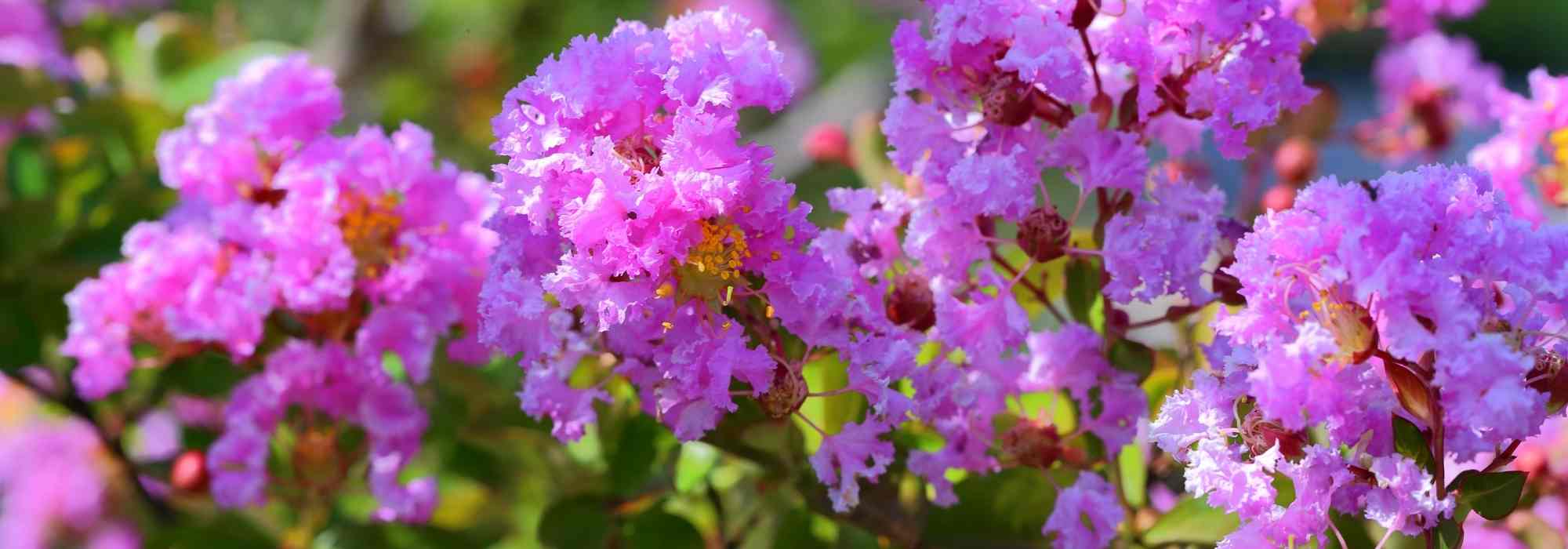 8 dwarf shrubs to grow in pots on a south-facing balcony