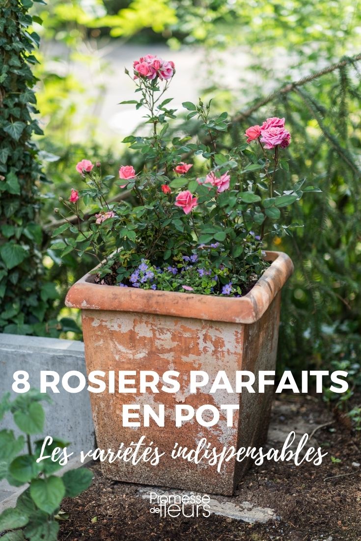8 Roses to Grow in Pots