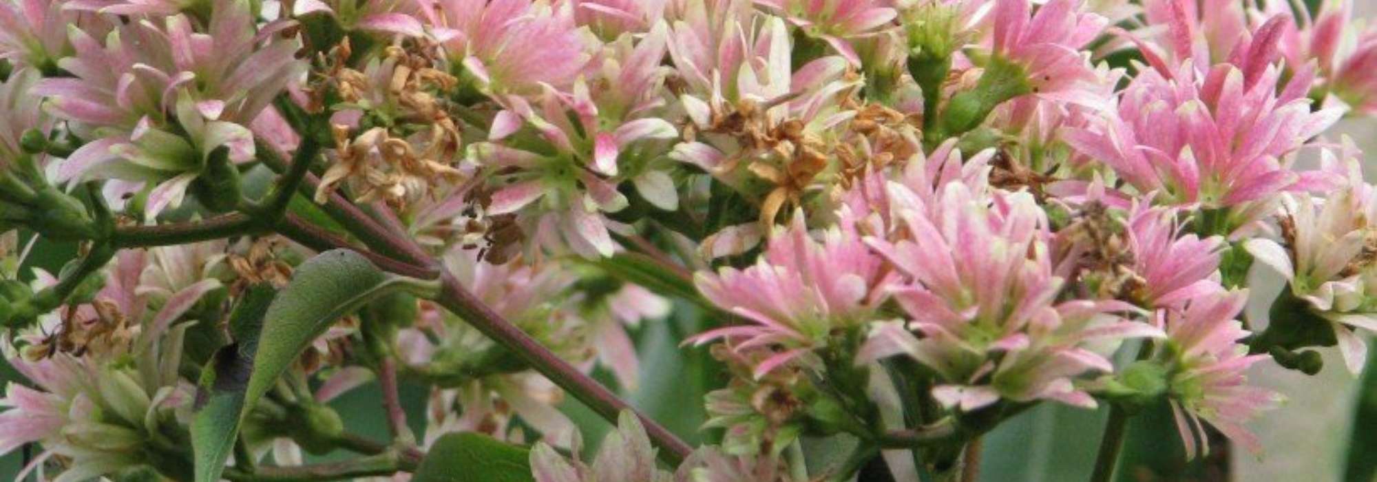 9 autumn-flowering shrubs