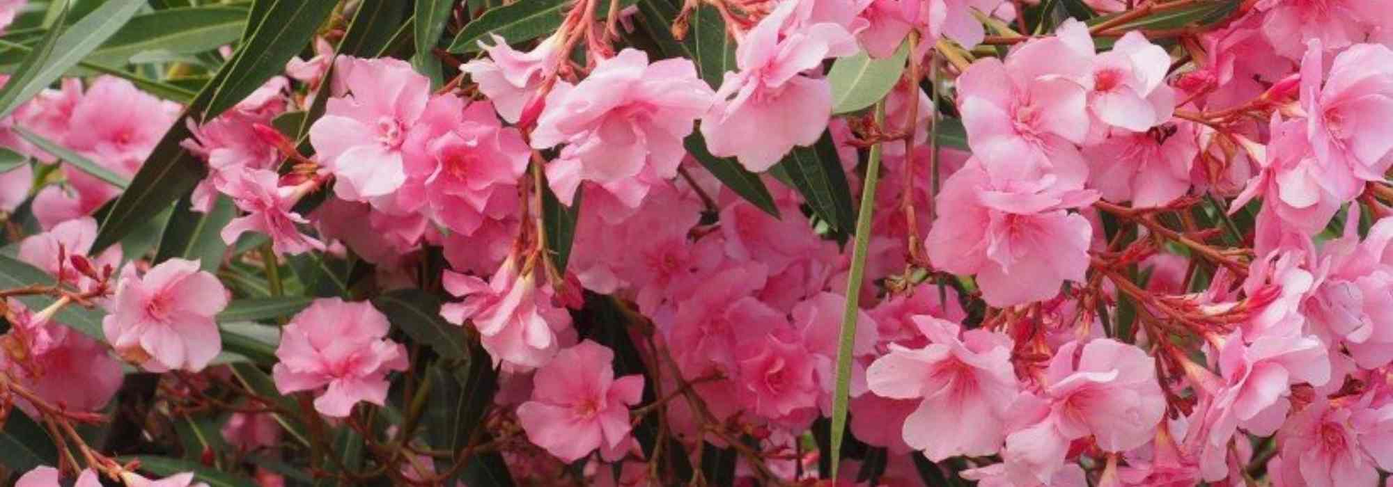 9 shrubs with pink flowers you should have in your garden