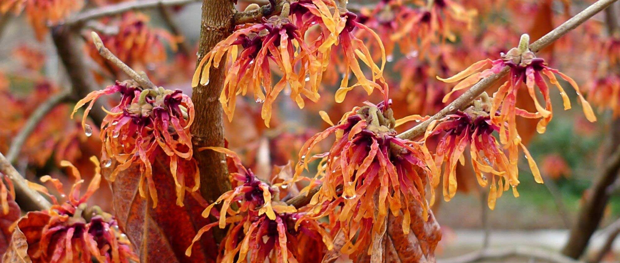 8 bushes with orange flowers you should have in your garden