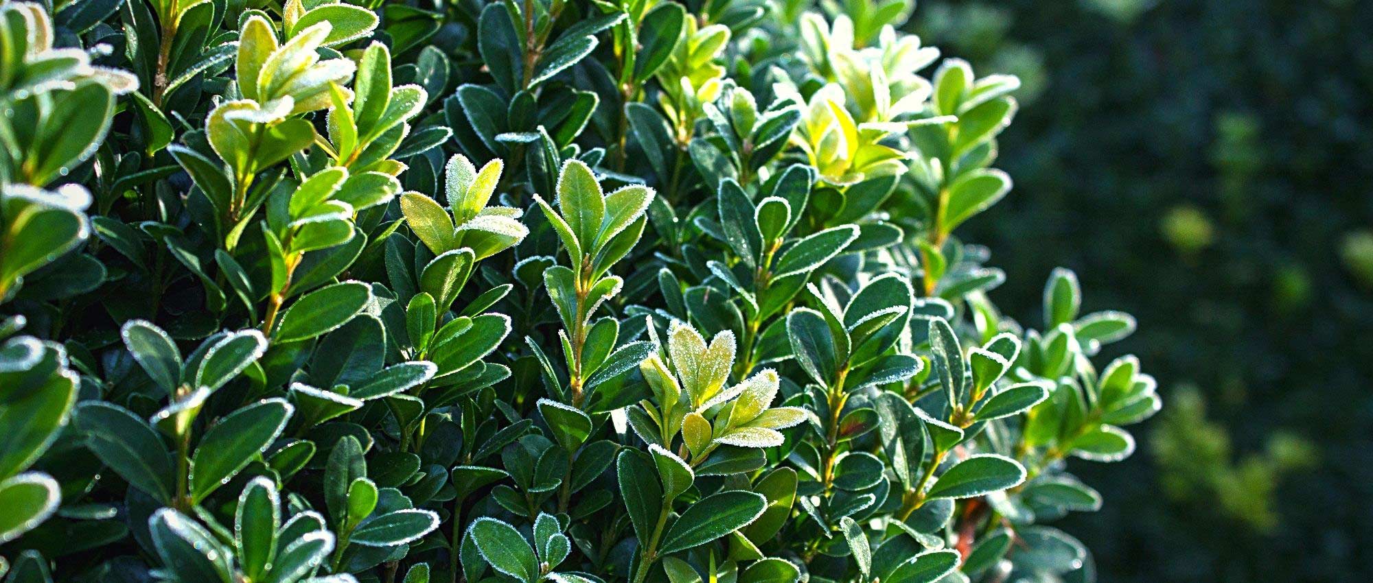 10 hardy evergreen shrubs