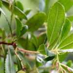 10 evergreen shrubs for coastal gardens