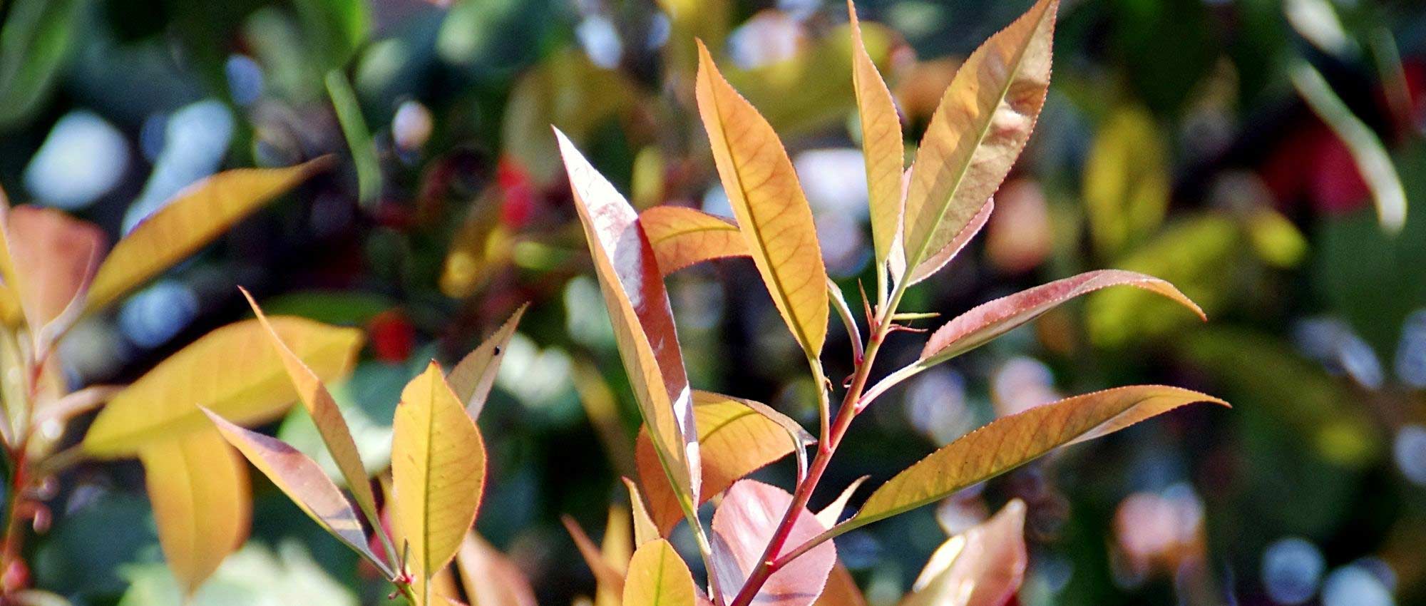 8 evergreen bushes with rapid growth for a quickly screening hedge!