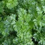 7 aromatic plants for shade