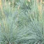 Fescue: planting and care