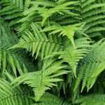 6 ferns that tolerate drought