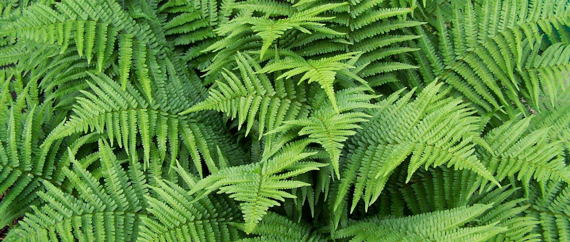 6 ferns that tolerate drought