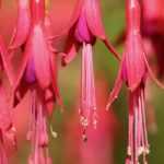 Fuchsia: the 6 hardiest species and varieties