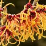 Hamamelis: 7 ideas for successful combinations