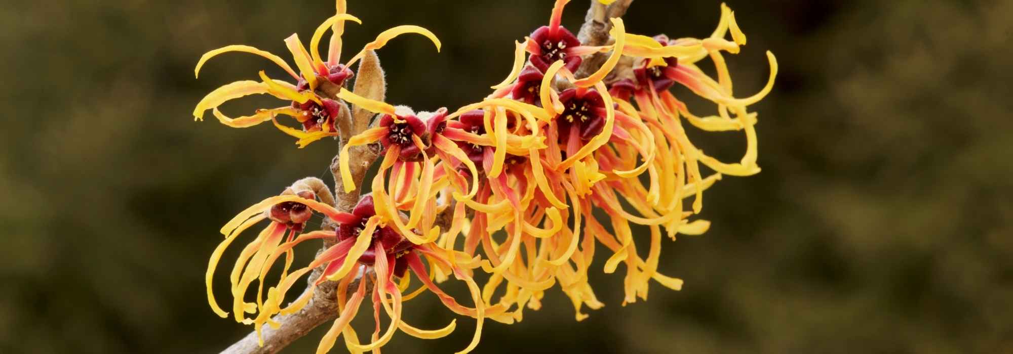 Hamamelis: 7 ideas for successful combinations
