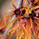 Hamamelis: the most beautiful varieties