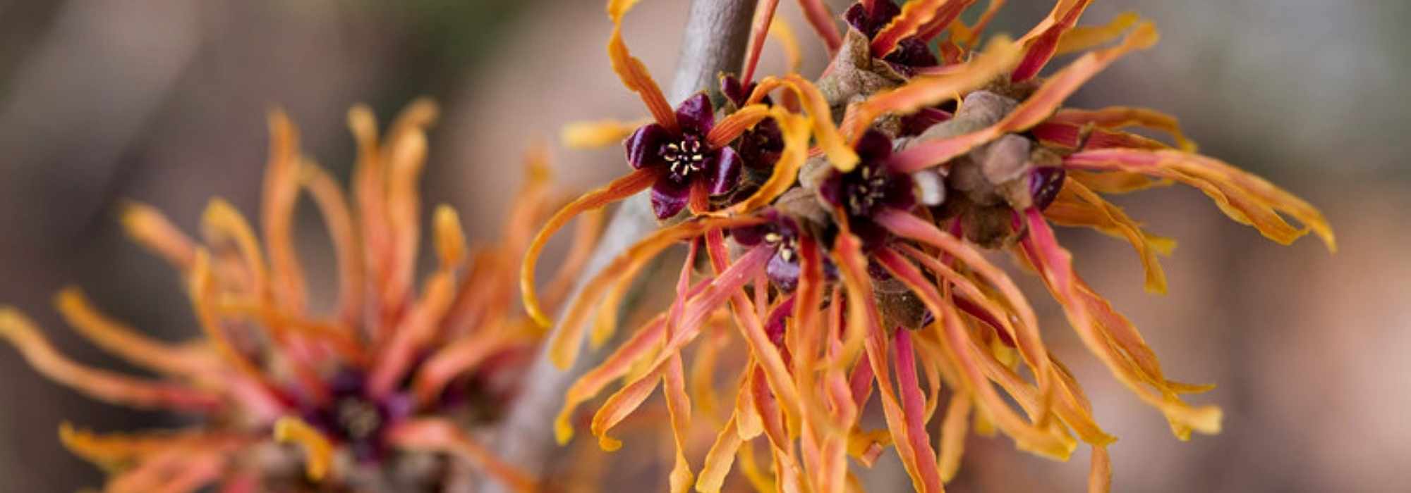 Hamamelis: the most beautiful varieties