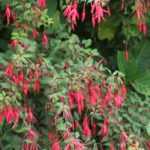 Fuchsia: how to overwinter?