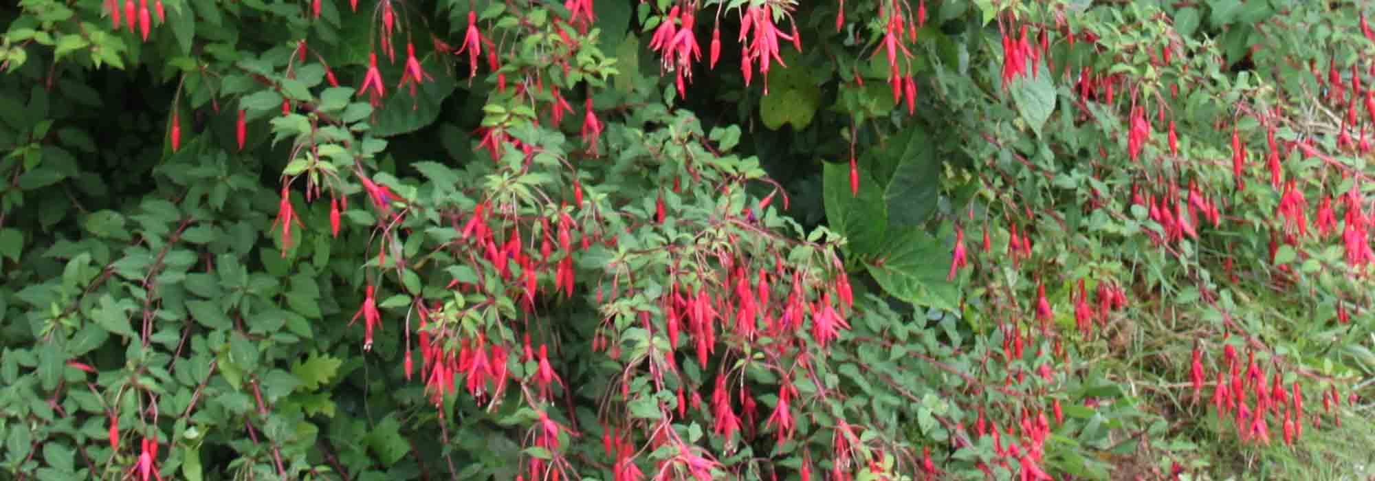 Fuchsia: how to overwinter?