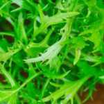 Mizuna: sowing, growing