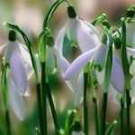 Snowdrops: 5 ideas for pairing them