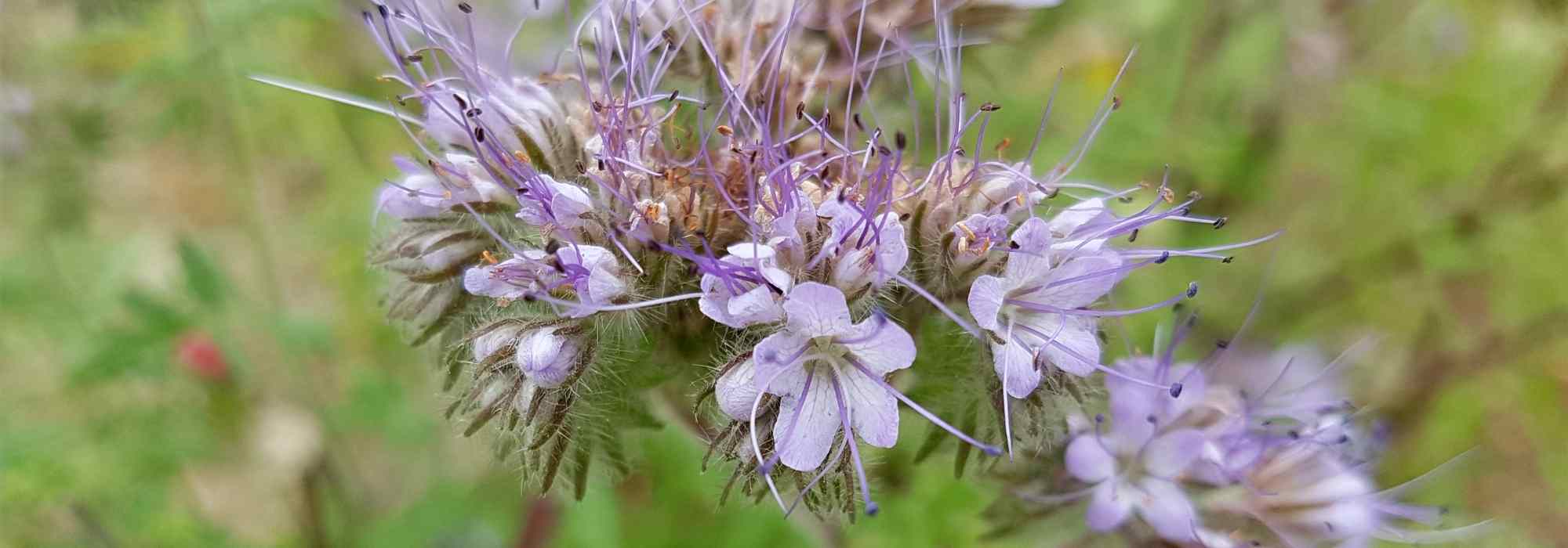 Phacelia: sowing, growing